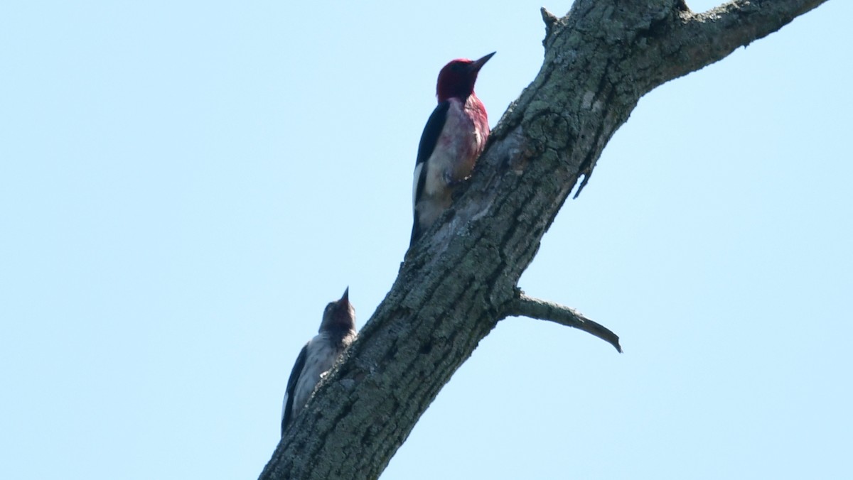Red-headed Woodpecker - ML594231631