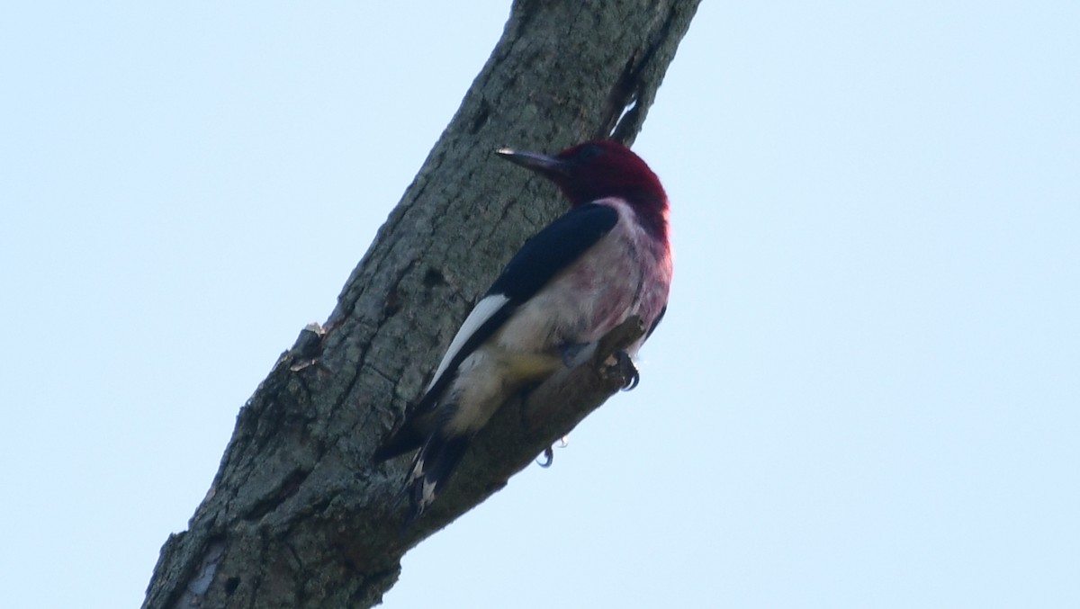Red-headed Woodpecker - ML594231701