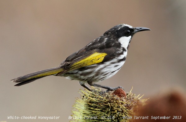 White-cheeked Honeyeater - ML59423171