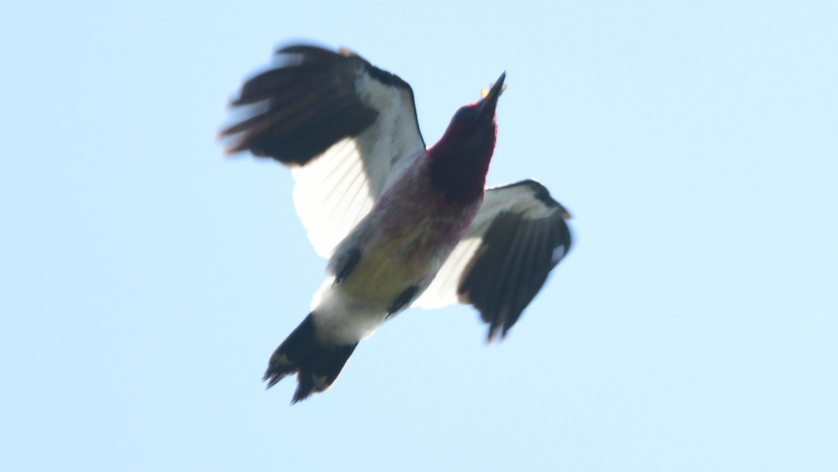 Red-headed Woodpecker - ML594231731