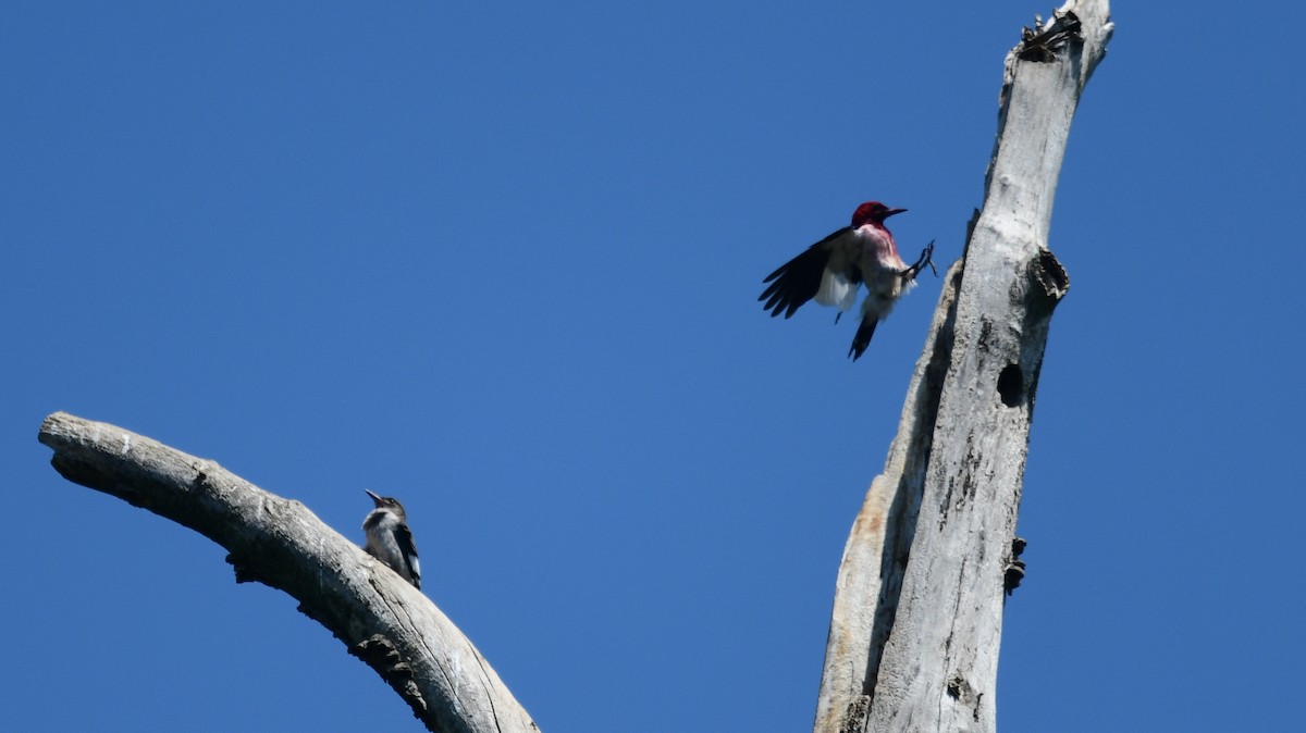 Red-headed Woodpecker - ML594231761