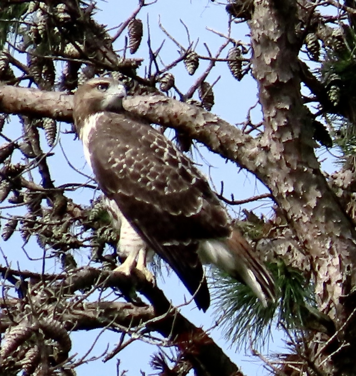 Rotschwanzbussard - ML594231781