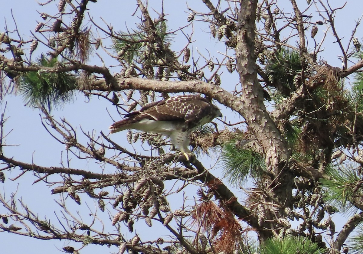 Red-tailed Hawk - ML594231791