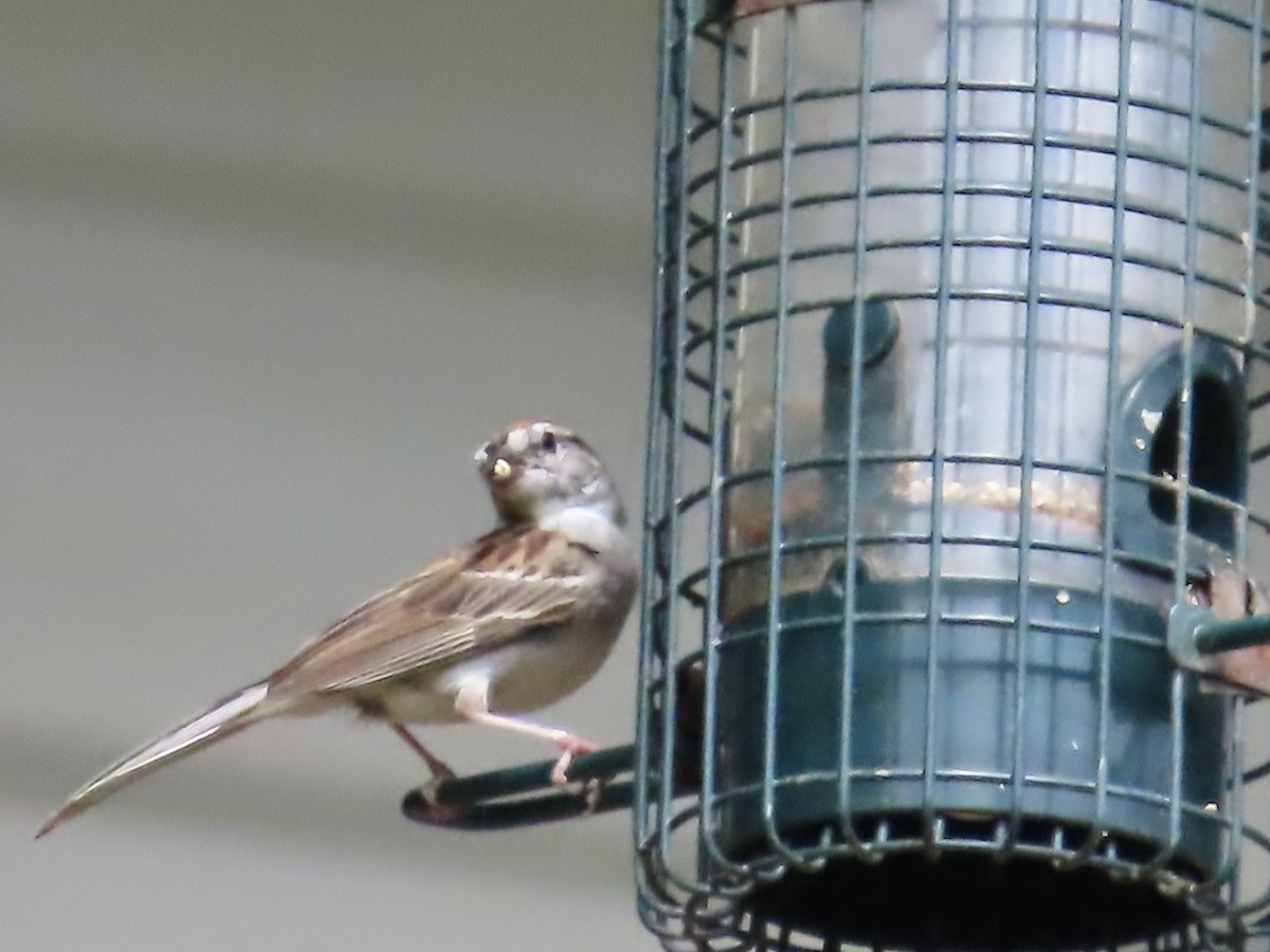 Chipping Sparrow - ML594231891