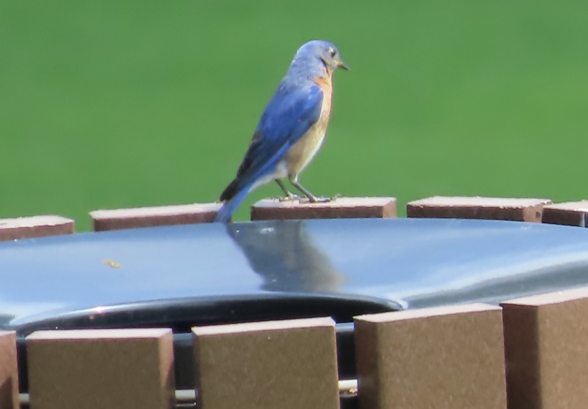 Eastern Bluebird - ML594231981