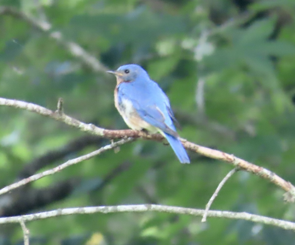 Eastern Bluebird - ML594231991