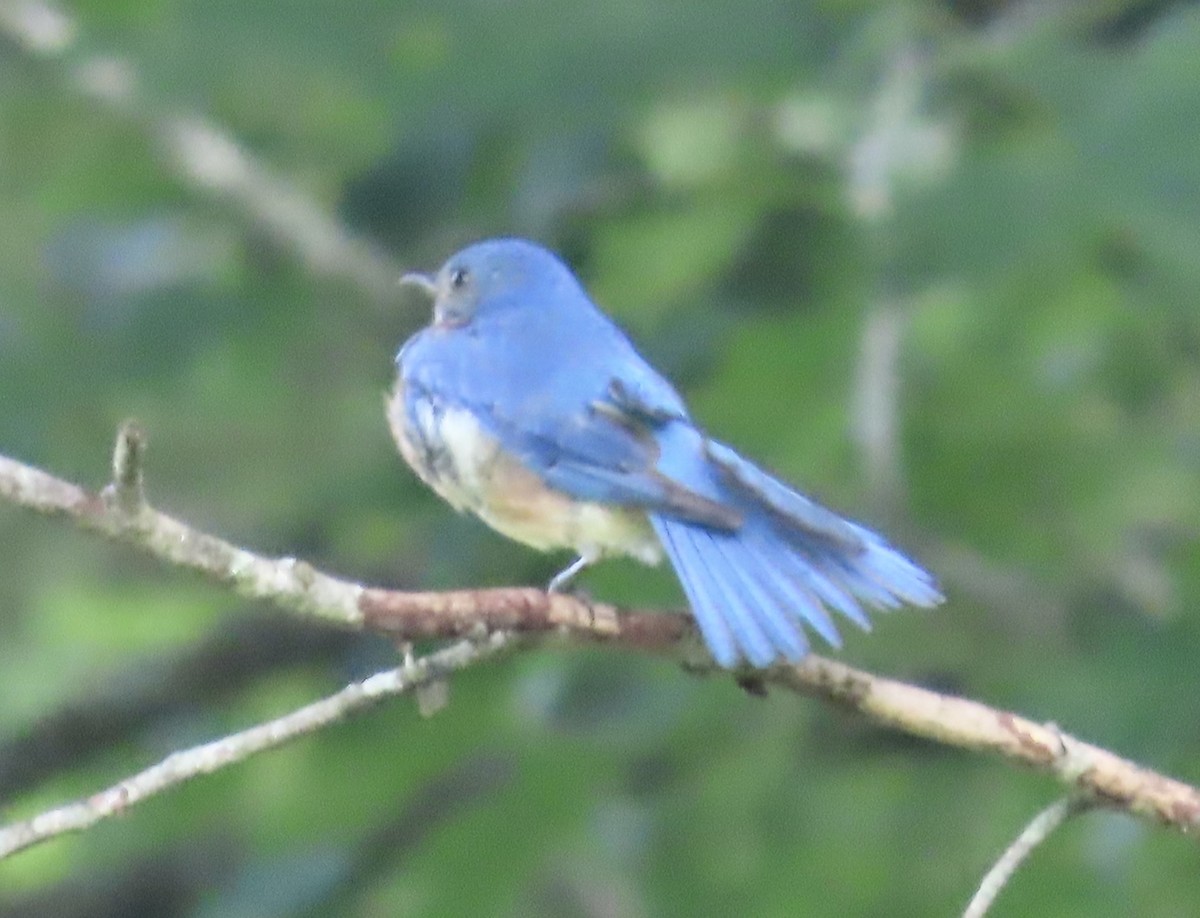 Eastern Bluebird - ML594232001