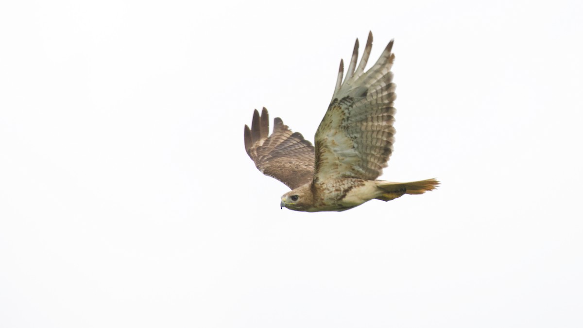 Red-tailed Hawk - ML594232011