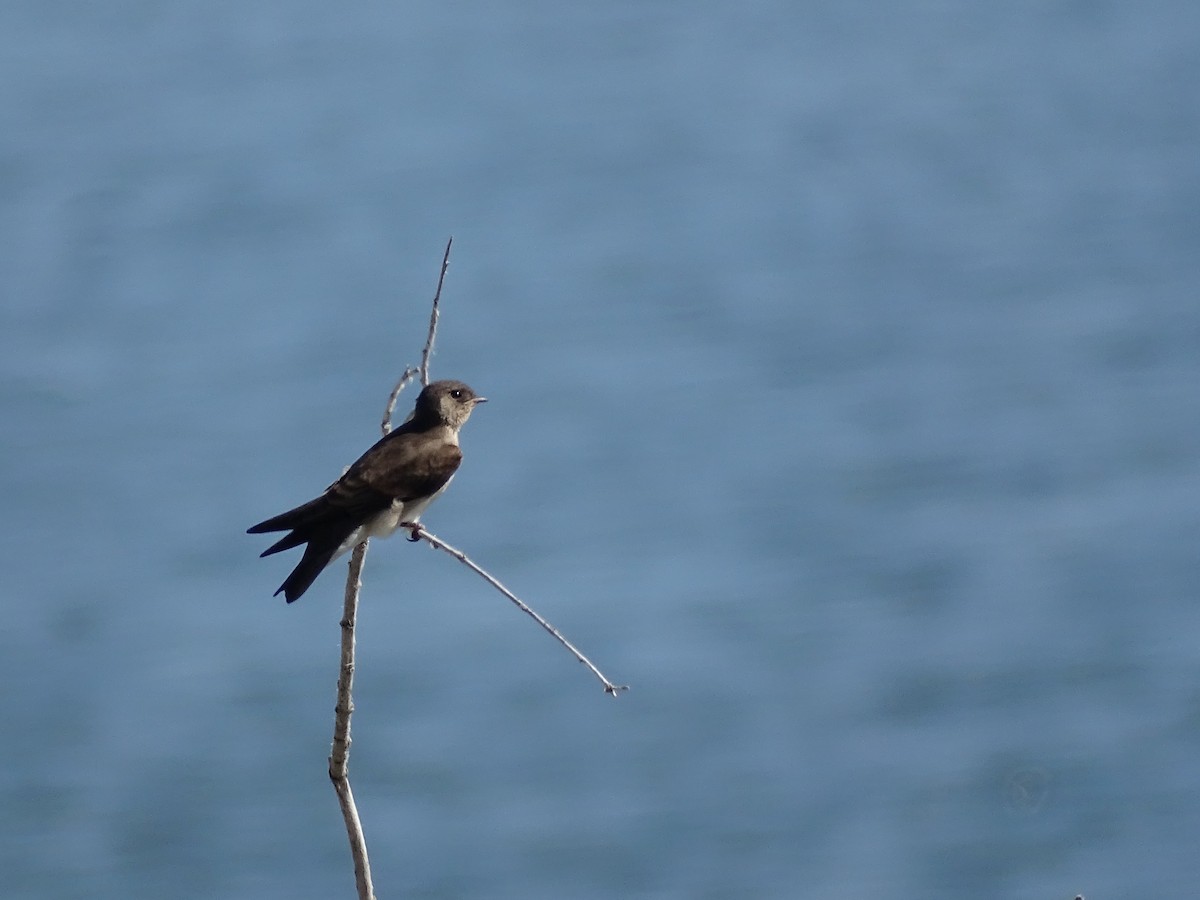 Northern Rough-winged Swallow - ML594233241