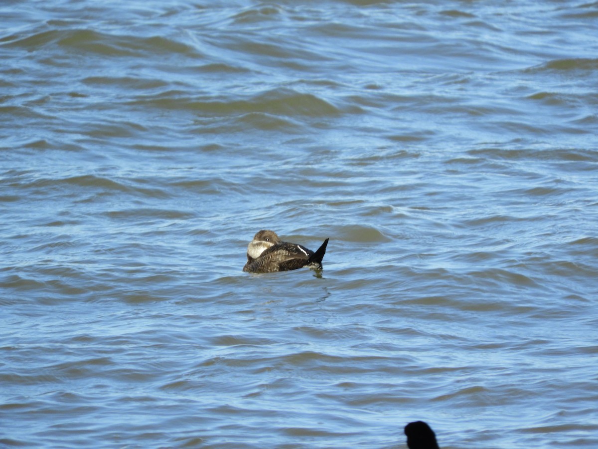 Lake Duck - Ana Verónica Arburúas