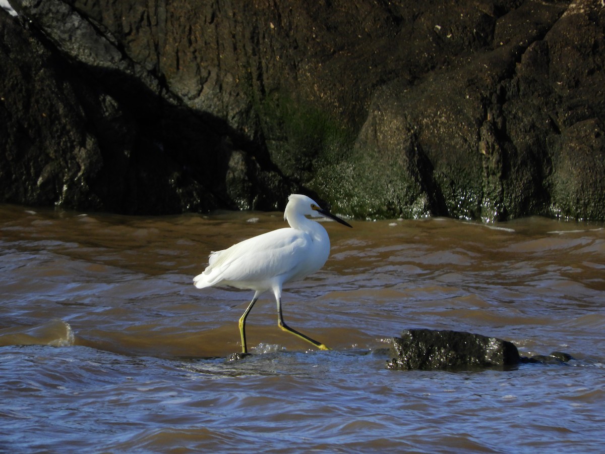 Snowy Egret - Ana Verónica Arburúas