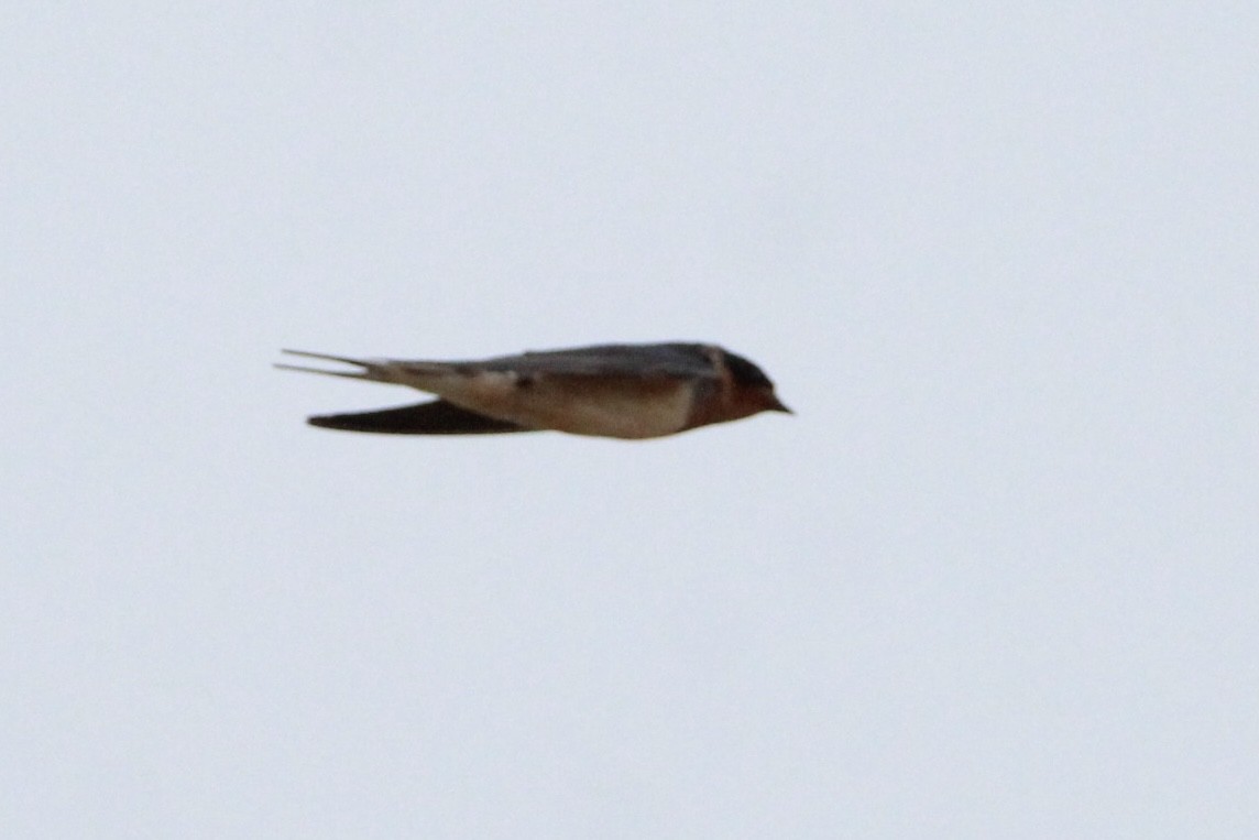 Barn Swallow - ML594233871