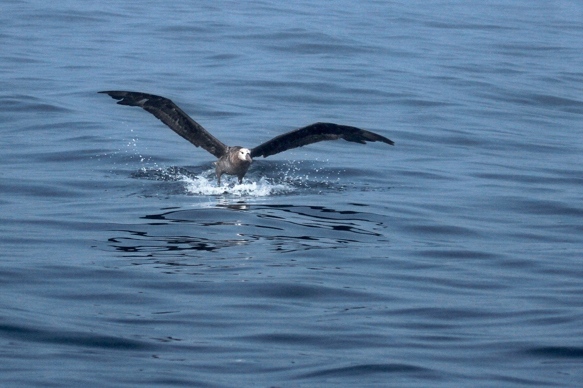 Black-footed Albatross - ML594234011