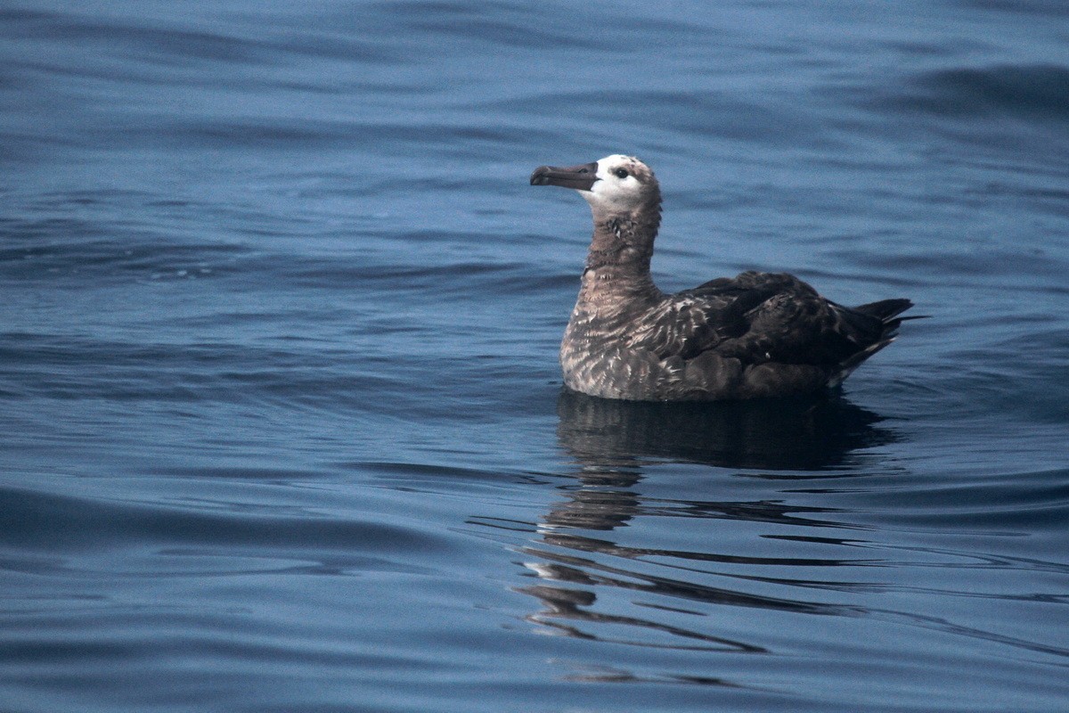 Black-footed Albatross - ML594234101