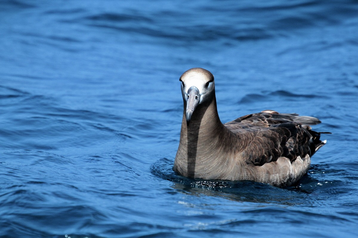 Black-footed Albatross - ML594234331