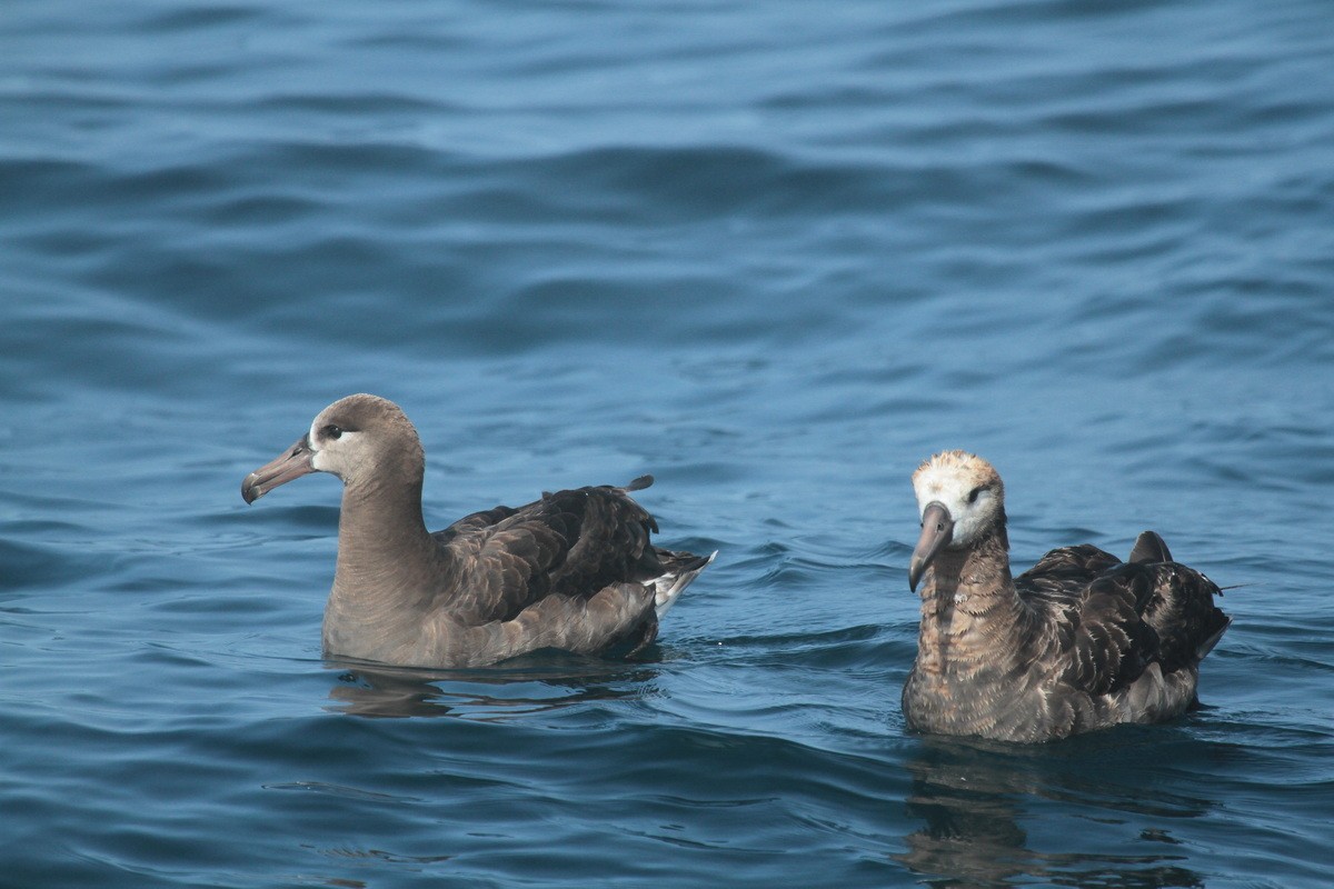 Black-footed Albatross - ML594234381