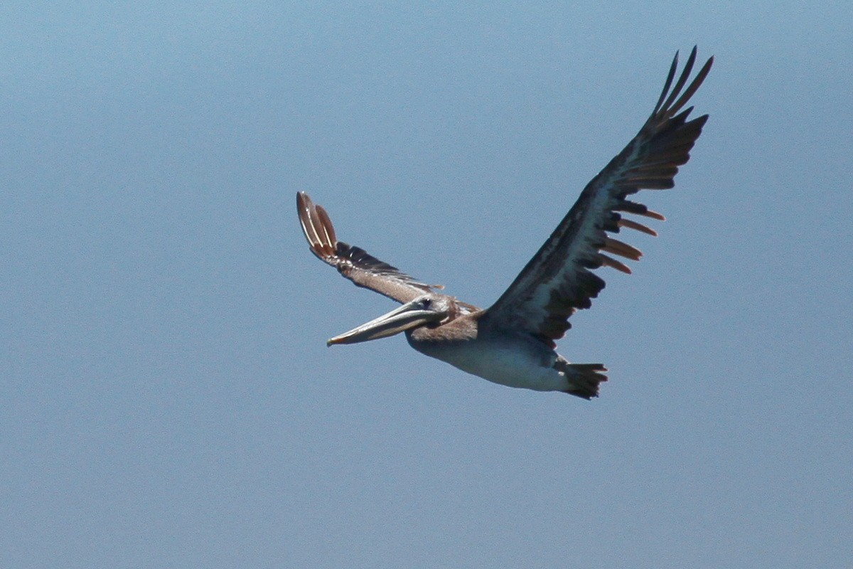 Brown Pelican (California) - ML594234811
