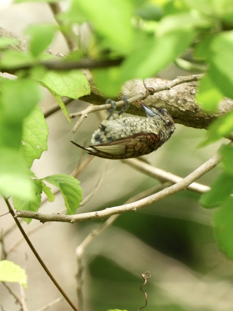 Scaled Piculet - ML594234851