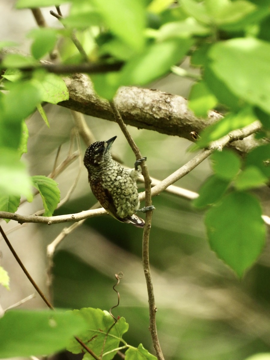 Scaled Piculet - ML594234861