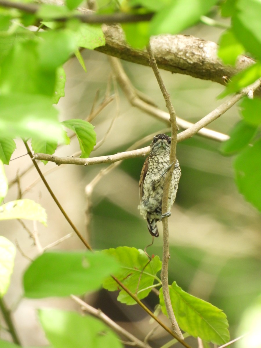 Scaled Piculet - ML594234881