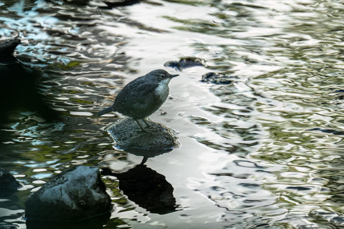 White-throated Dipper - ML594235621