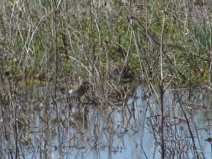 Pectoral Sandpiper - ML59423571