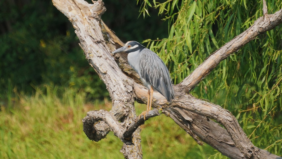 Yellow-crowned Night Heron - ML594235861