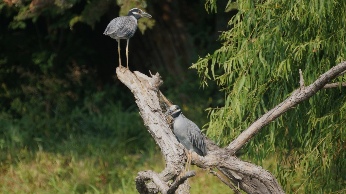 Yellow-crowned Night Heron - ML594235881