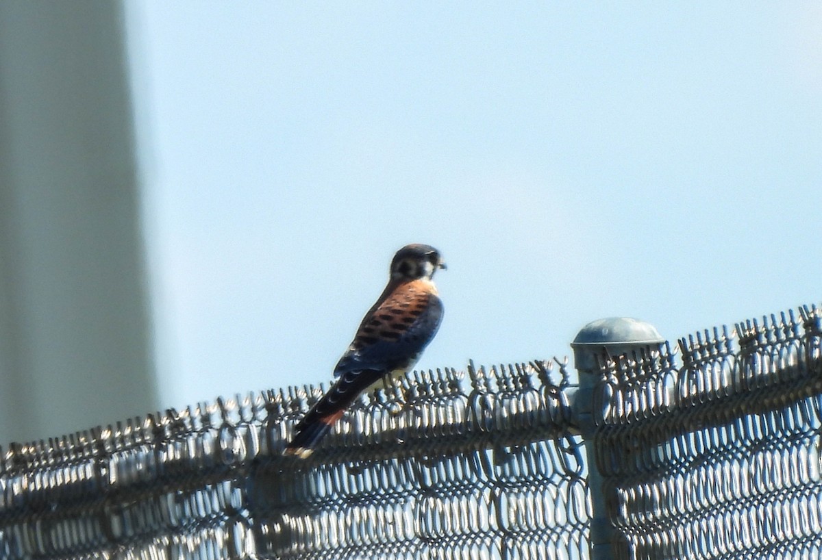 American Kestrel - ML594236581