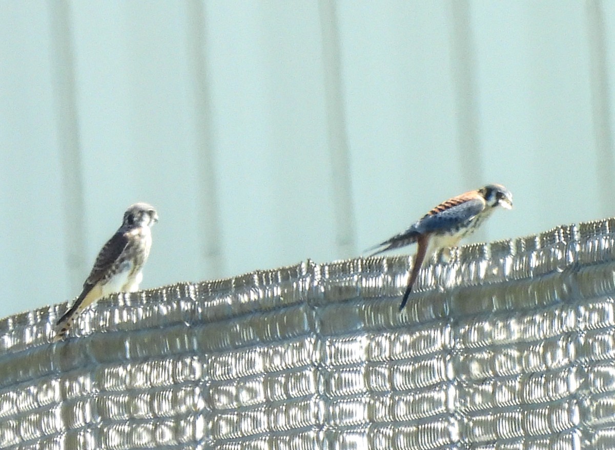 American Kestrel - ML594236591