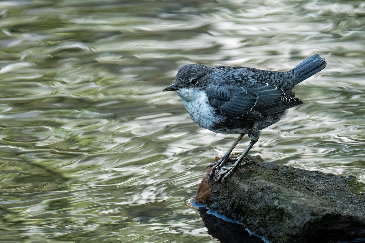 White-throated Dipper - ML594237581