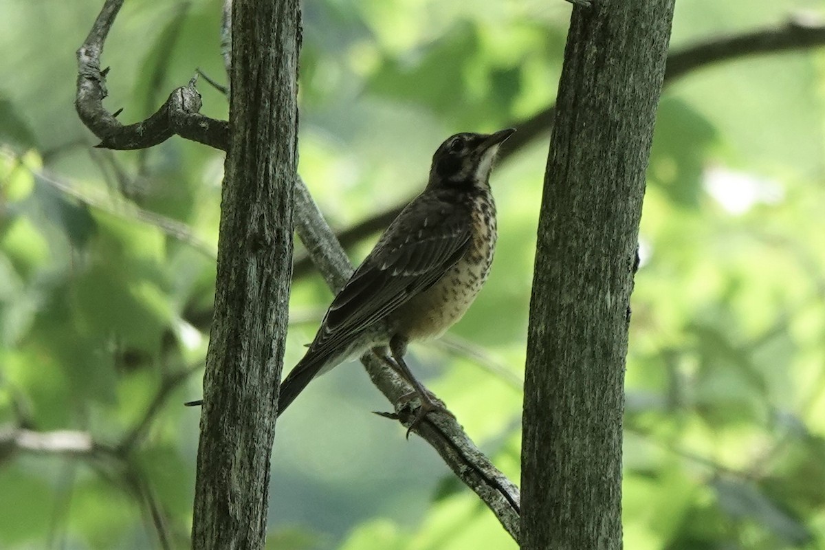 American Robin - ML594237651