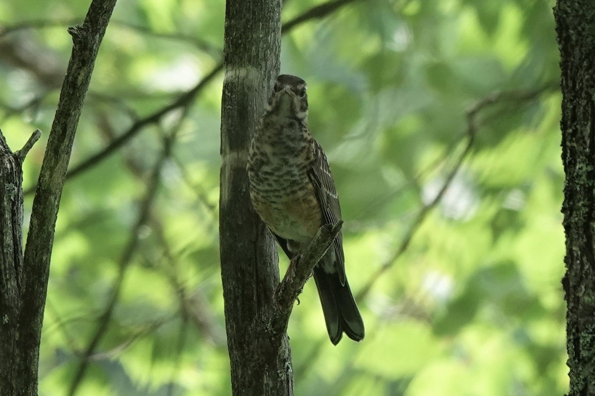 American Robin - ML594237661