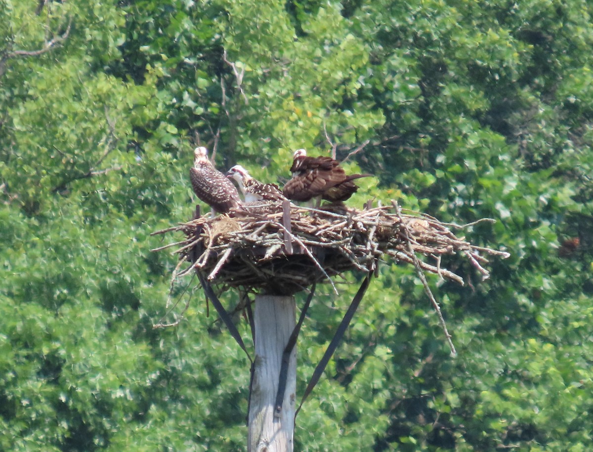 Osprey - ML594238991