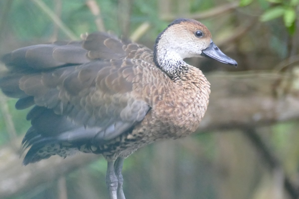 West Indian Whistling-Duck - ML594240021