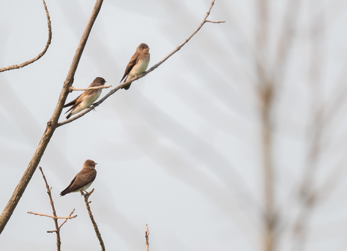 Northern Rough-winged Swallow - ML594241331