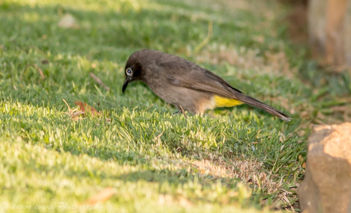 Cape Bulbul - aaron evans