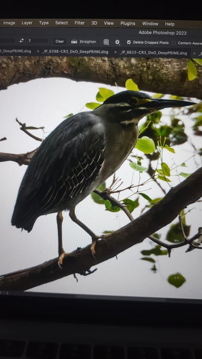 Striated Heron - ML594243211