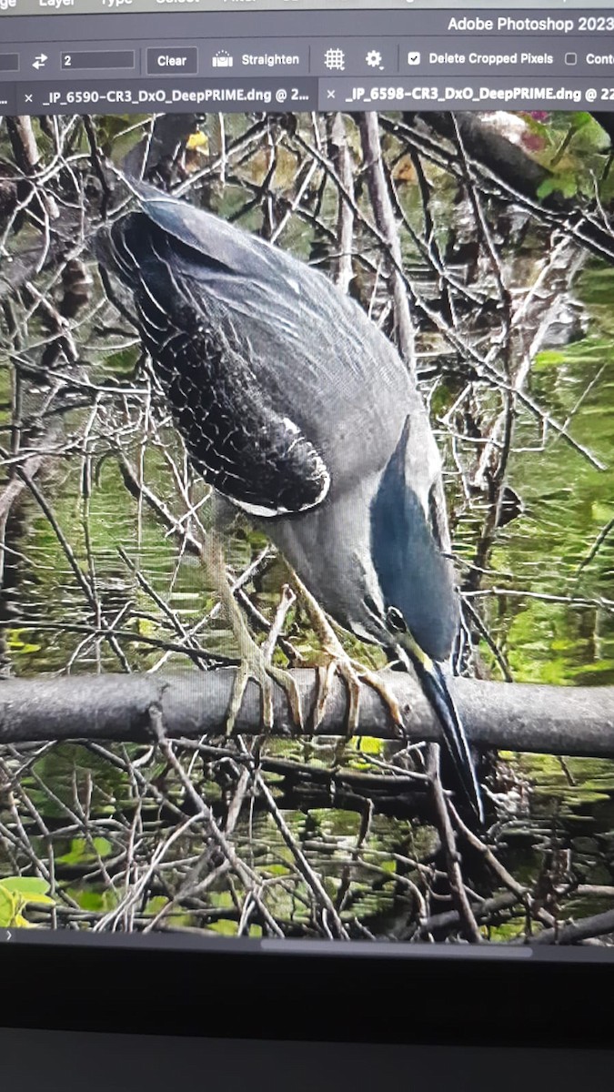 Striated Heron - ML594243221