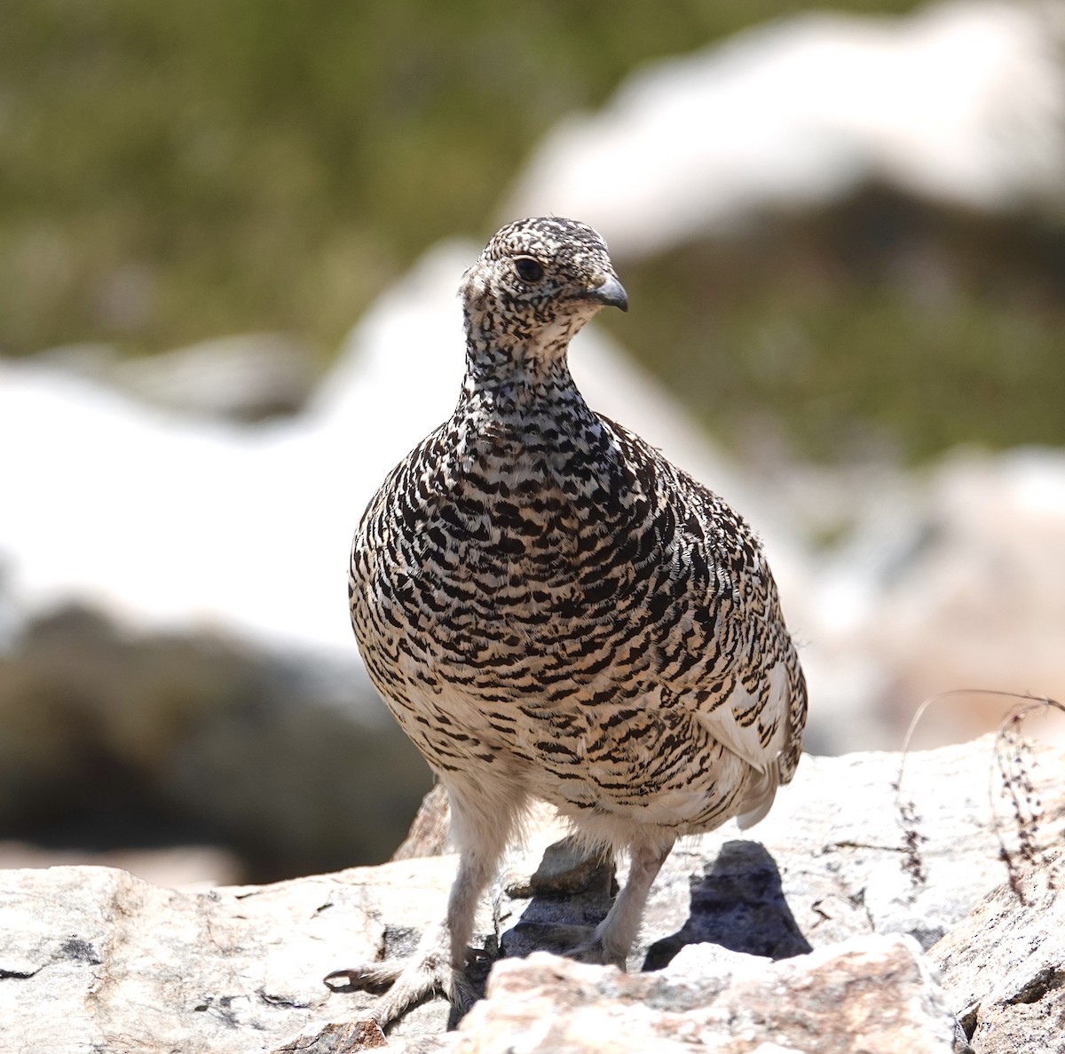 White-tailed Ptarmigan - ML594243281