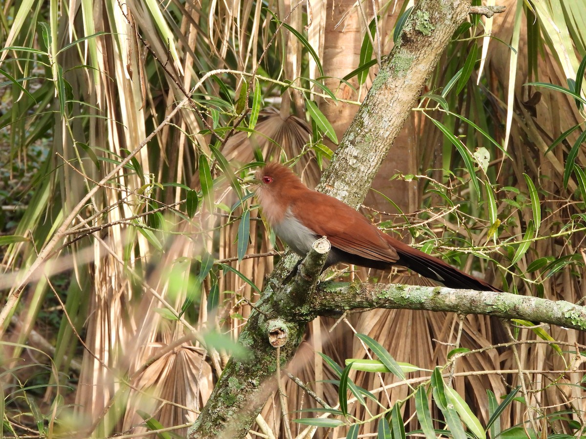 Squirrel Cuckoo - ML594243751