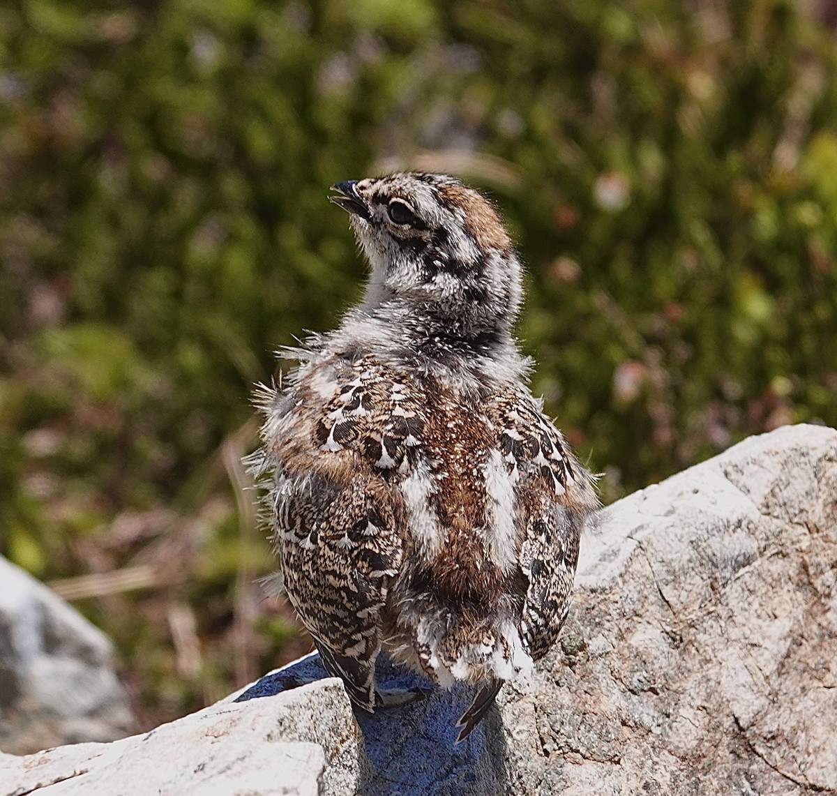 White-tailed Ptarmigan - ML594243781