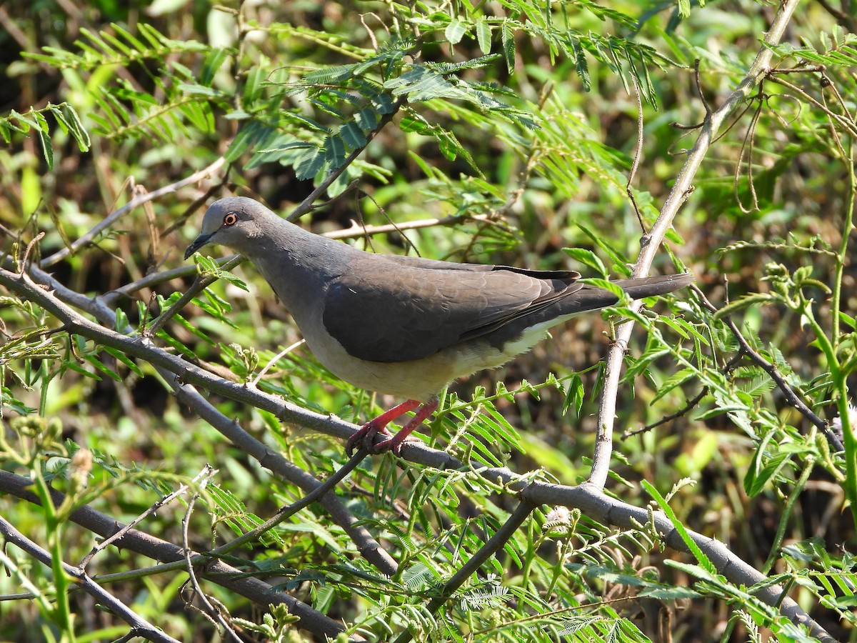 White-tipped Dove - Haydee Huwel