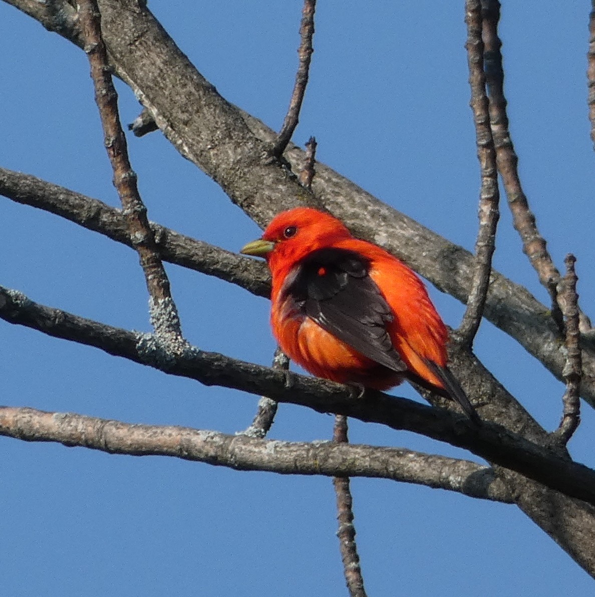 Scarlet Tanager - ML594244111