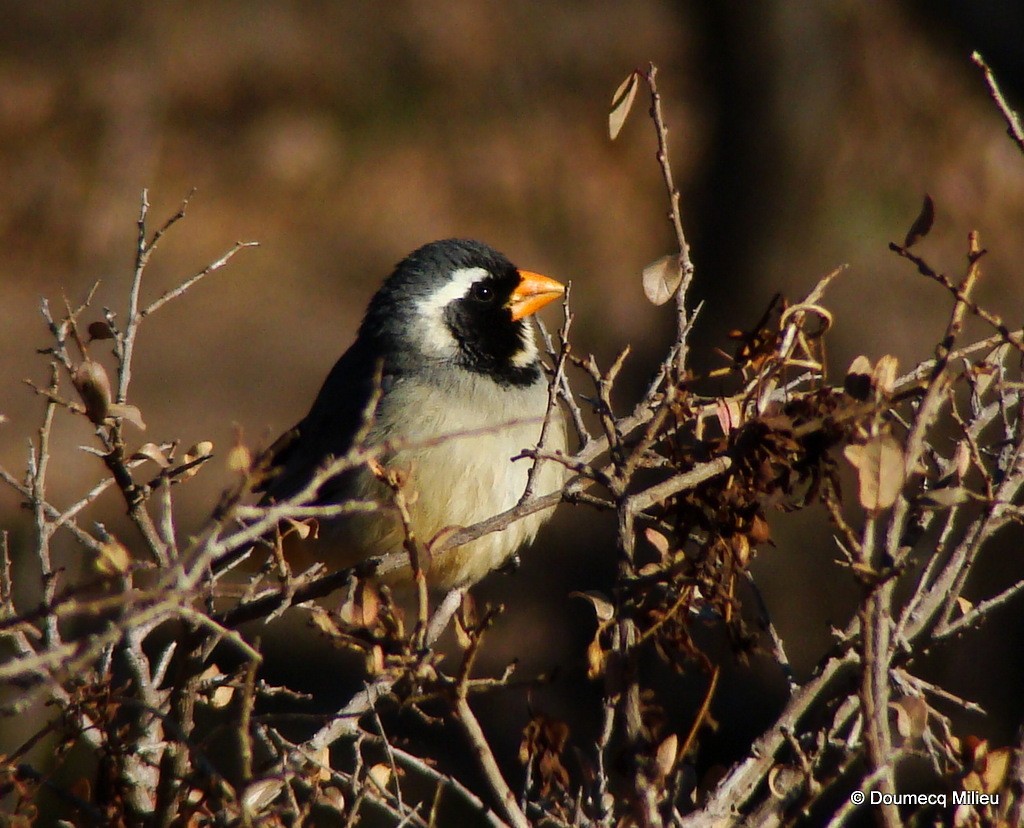 Saltator à bec orange - ML59424421