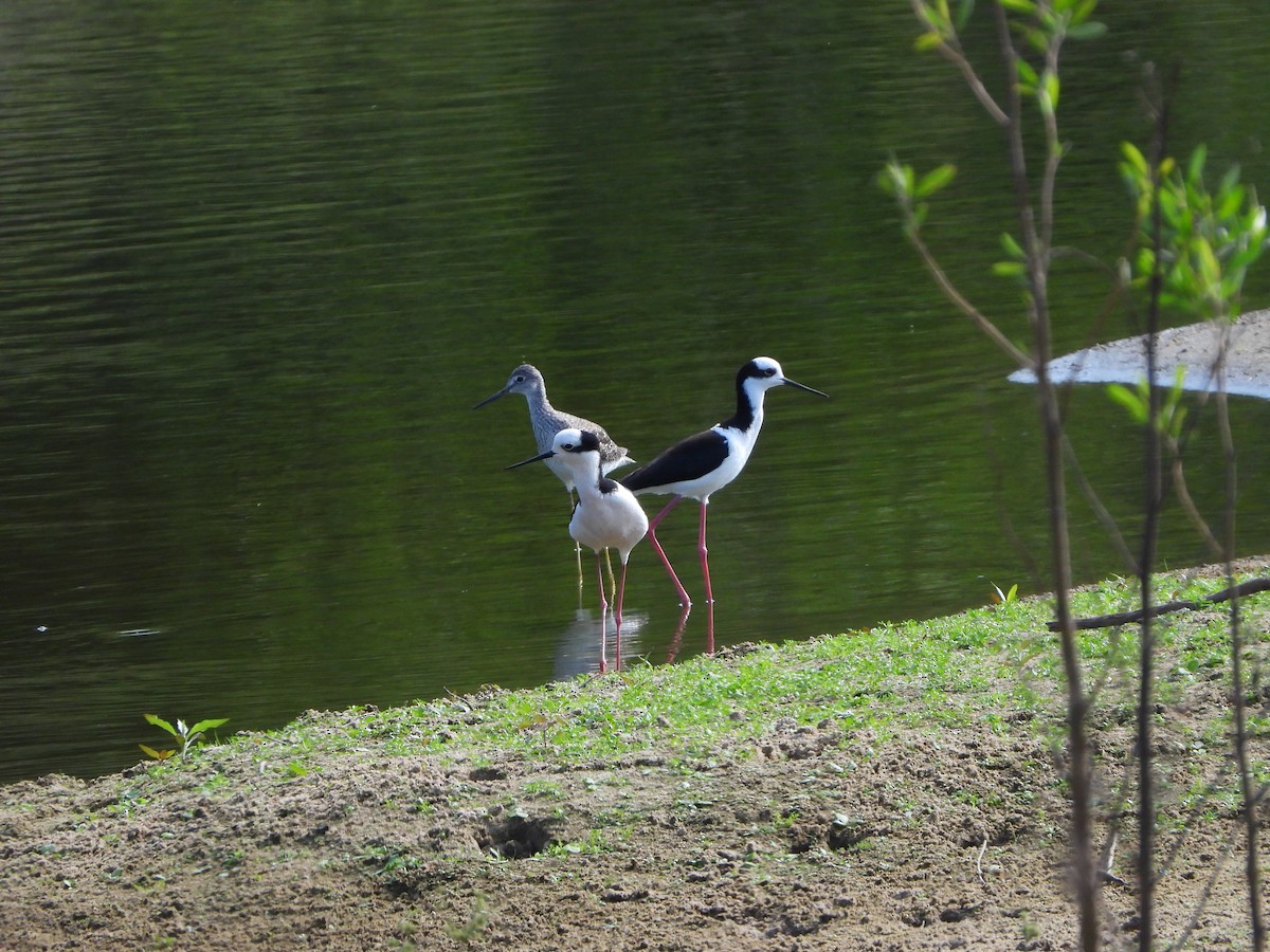 Black-necked Stilt - Haydee Huwel