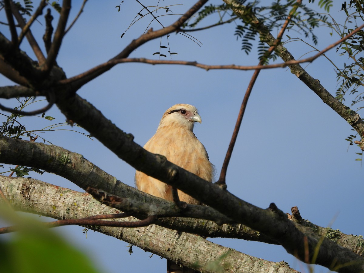 Yellow-headed Caracara - ML594244351