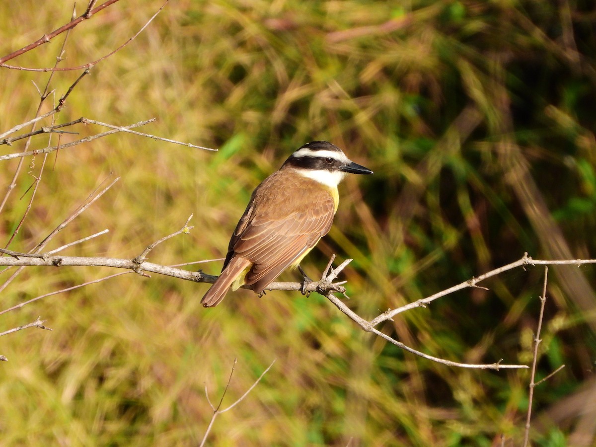 Great Kiskadee - ML594244441