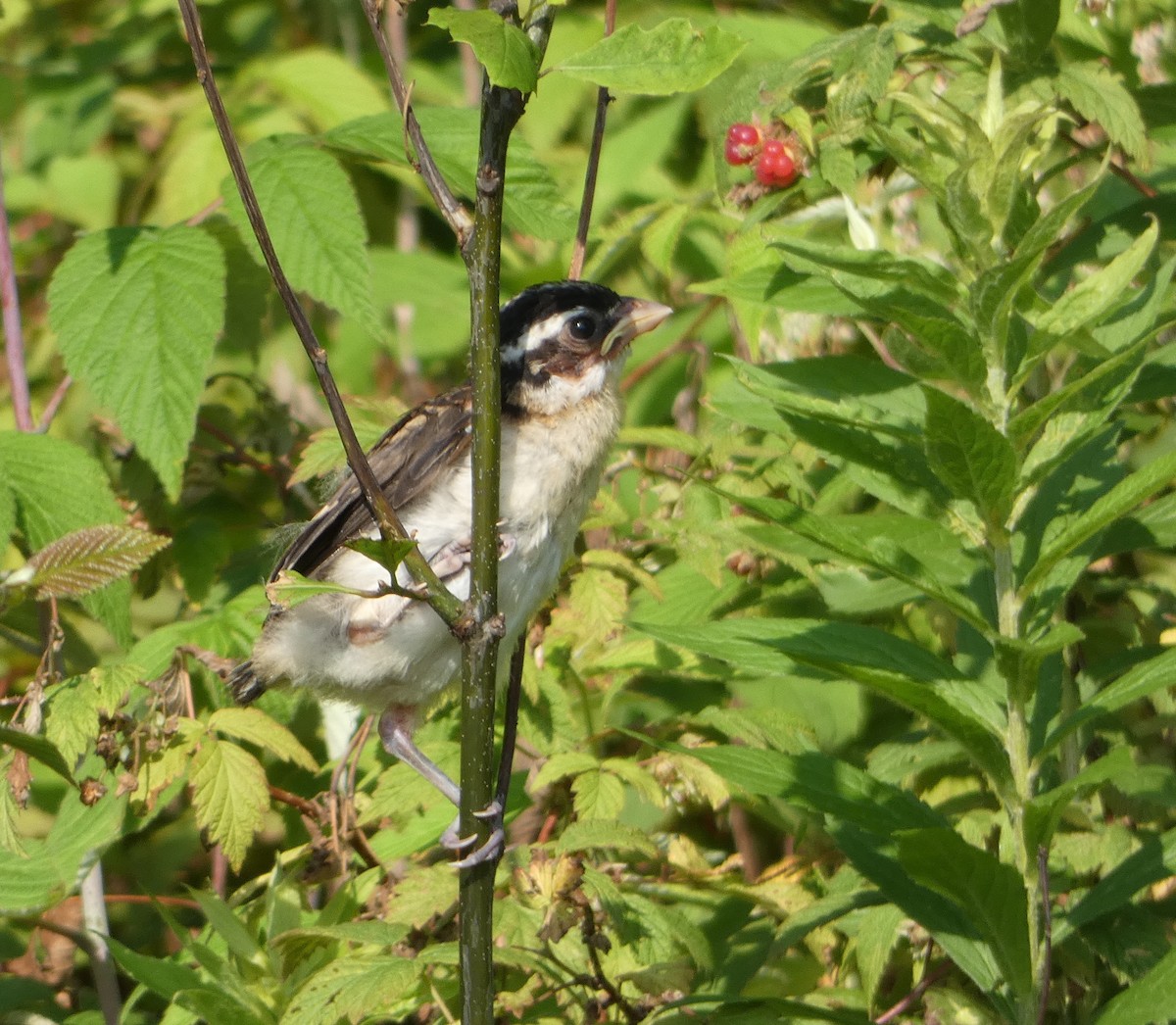 Rose-breasted Grosbeak - ML594245011