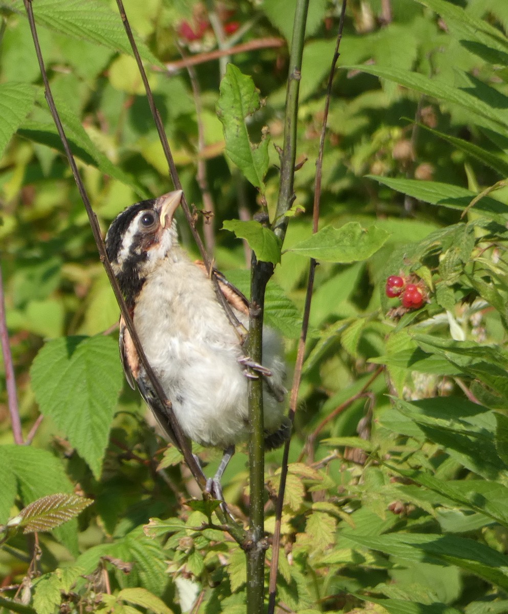 Rose-breasted Grosbeak - ML594245021